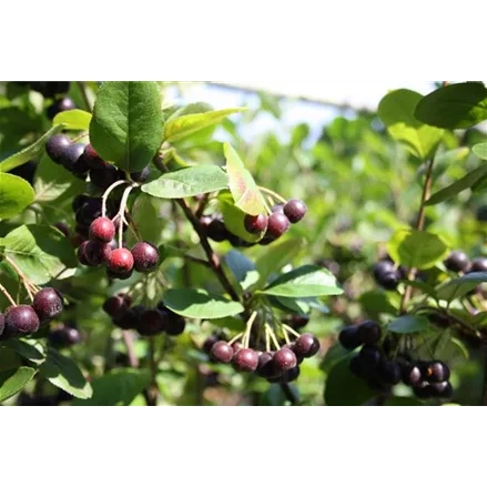 Schwarze Apfelbaumbeere 'Nero'