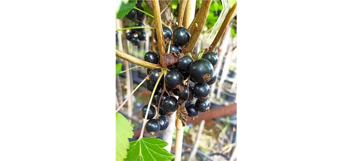 Schwarze Johannisbeere 'Ojebyn' Fußstamm, Topfgröße 4 Liter, gestäbt, Höhe 50-60cm