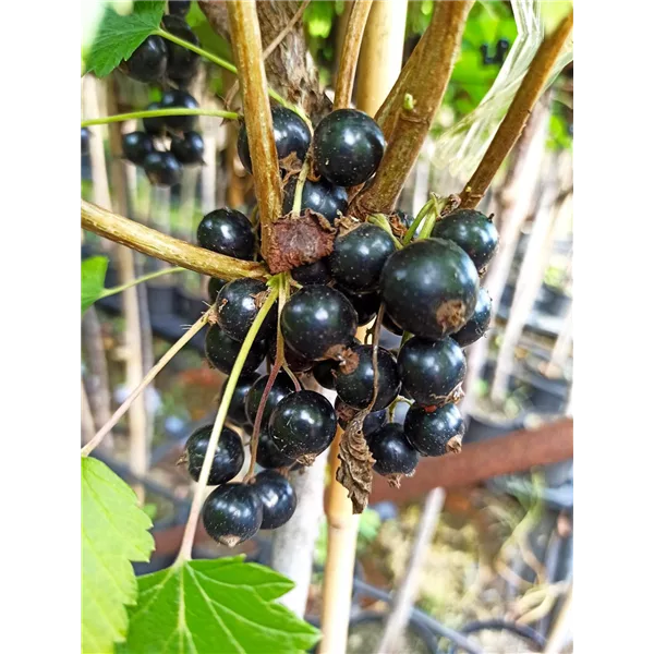 Schwarze Johannisbeere 'Ojebyn'