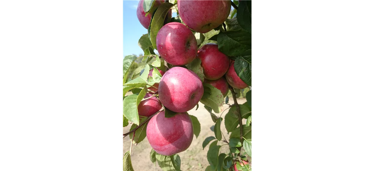 SommerApfelbaum 'Jamba' Busch, Topfgröße 10 Liter, Unterlage MM111