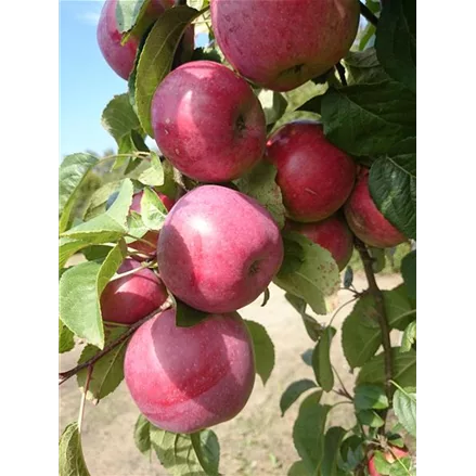 SommerApfelbaum 'Jamba'