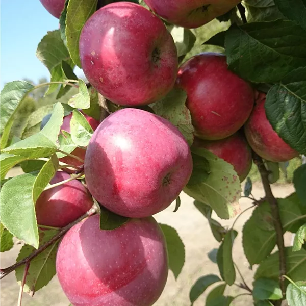 SommerApfelbaum 'Jamba'