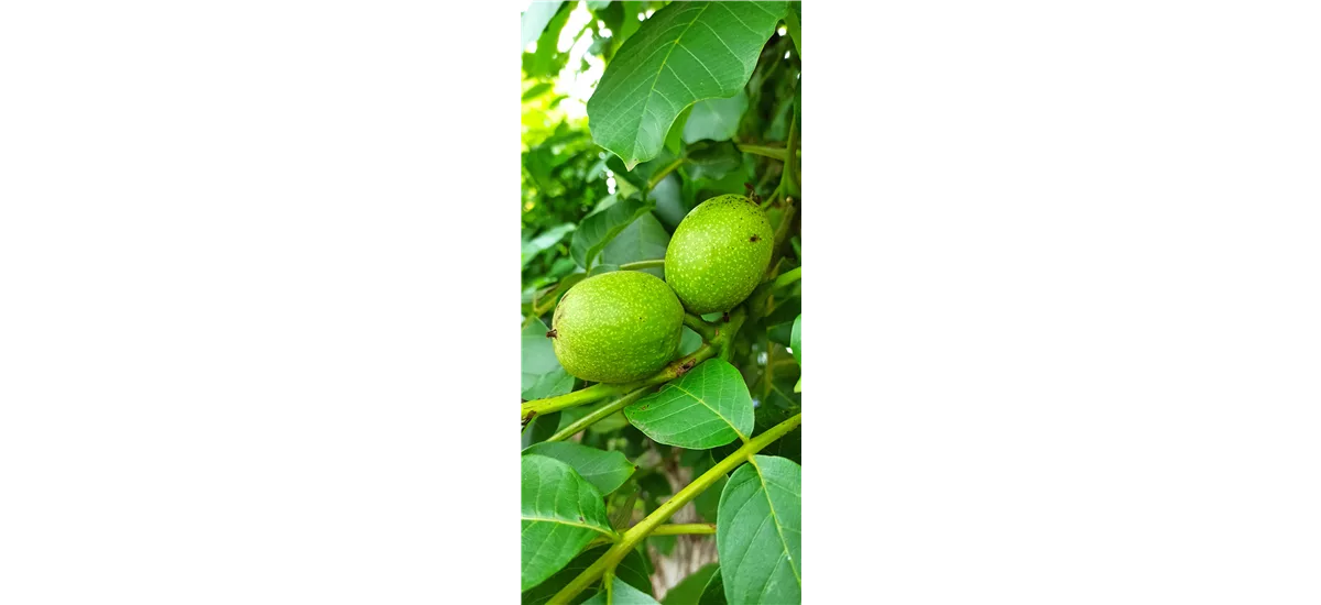 Walnuss 'Esterhazy II' Topfgröße 7,5 Liter, Unterlage Juglans regia