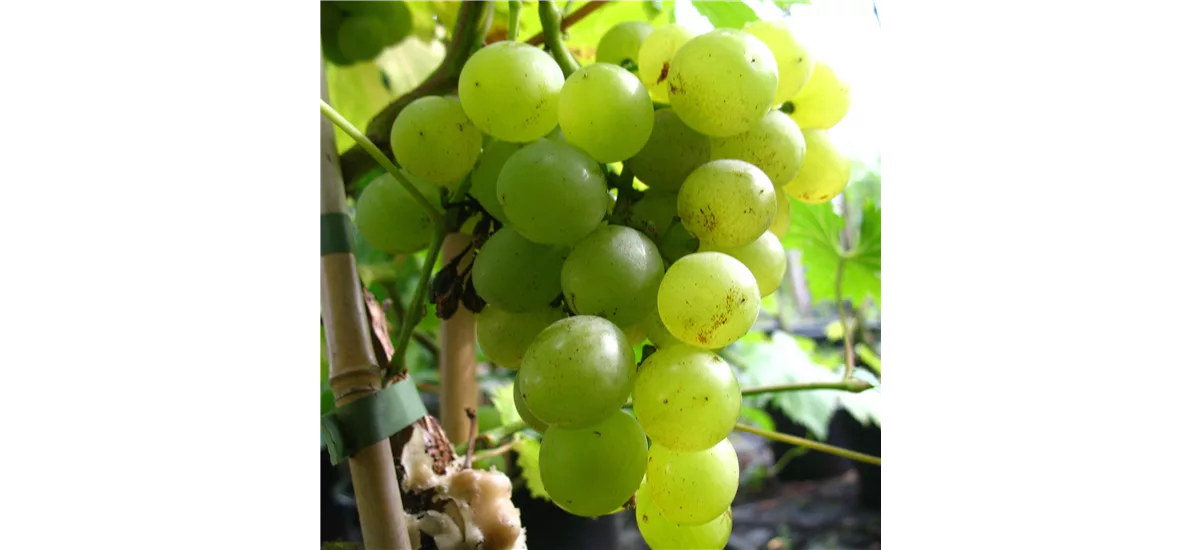 Weinrebe 'Glenora' , gelb Topfgröße 5 Liter, gestäbt, Höhe 60-100cm