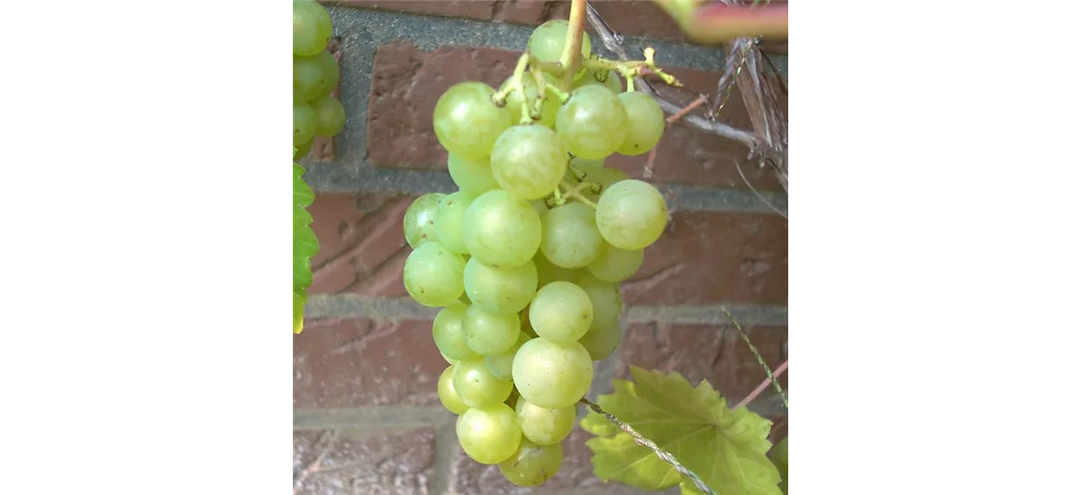 Weinrebe 'Phoenix' Topfgröße 5 Liter, gestäbt, Höhe 60-100cm