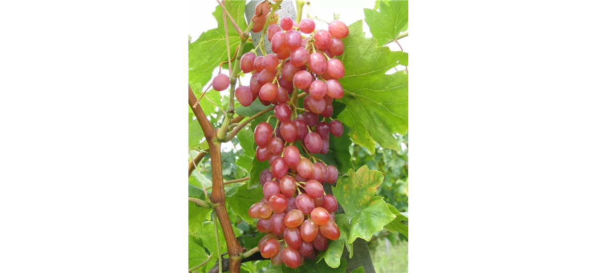 Weinrebe 'Suffolk Red' Topfgröße 3,5 Liter