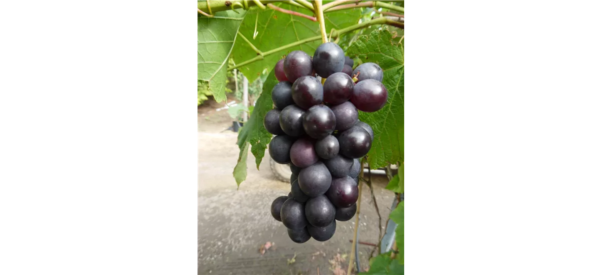 Weinrebe 'Venus' Topfgröße 5 Liter, gestäbt, Höhe 60-100cm