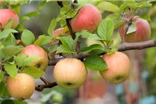 WinterApfel 'Goldparmäne' Halbstamm, Topfgröße 10 Liter, Unterlage MM111