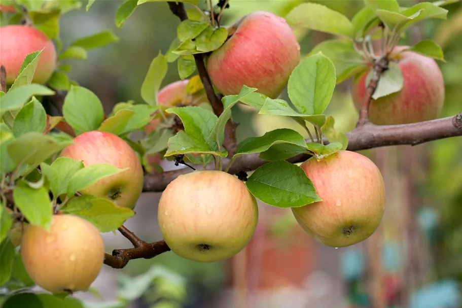 WinterApfel 'Goldparmäne' Halbstamm, Topfgröße 10 Liter, Unterlage MM111