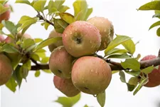 WinterApfel 'Goldparmäne' Halbstamm, Topfgröße 10 Liter, Unterlage MM111