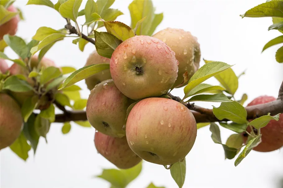 WinterApfel 'Goldparmäne' Halbstamm, Topfgröße 10 Liter, Unterlage MM111