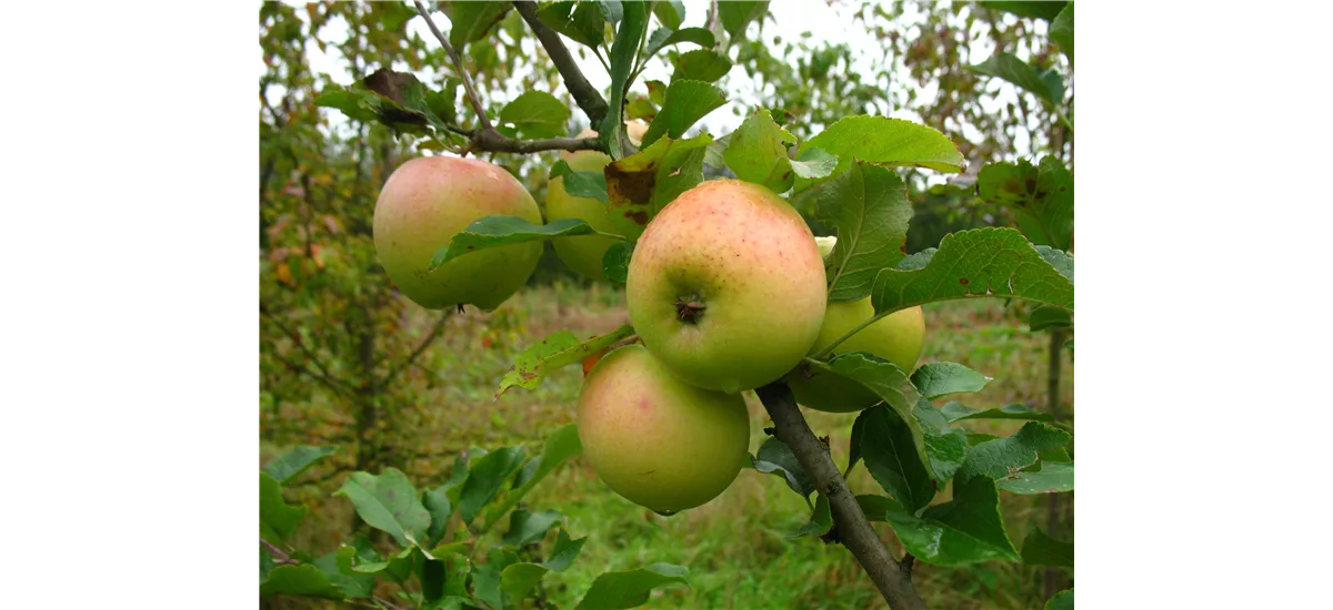 WinterApfel 'Zuccalmagliorenette' Busch, Topfgröße 10 Liter, Unterlage MM111