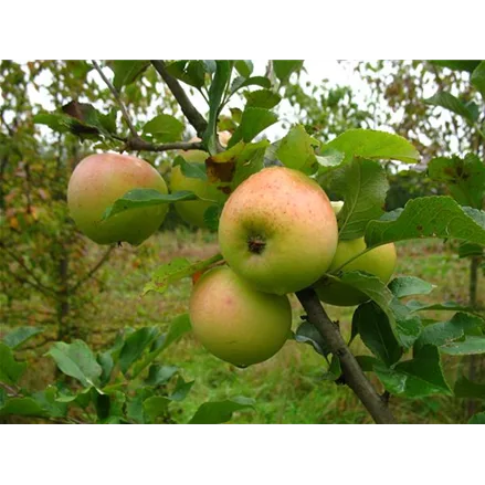 WinterApfel 'Zuccalmagliorenette'