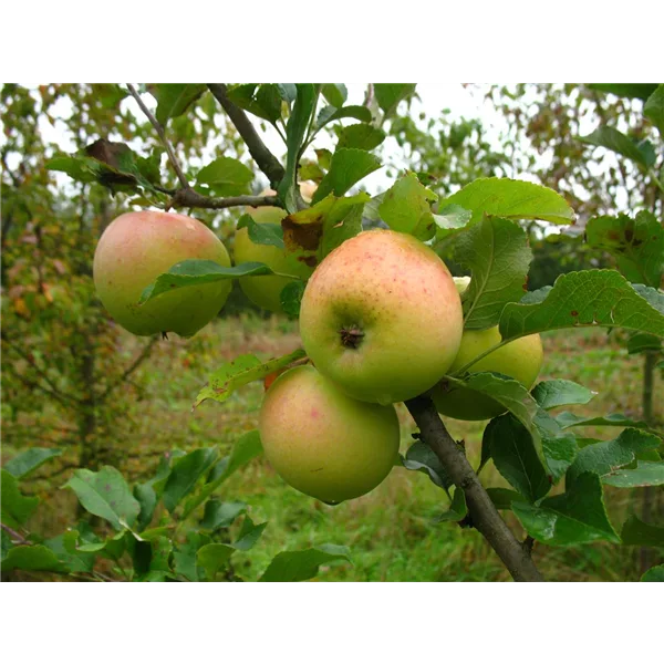 WinterApfel 'Zuccalmagliorenette'