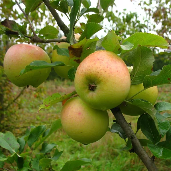 WinterApfel 'Zuccalmagliorenette'