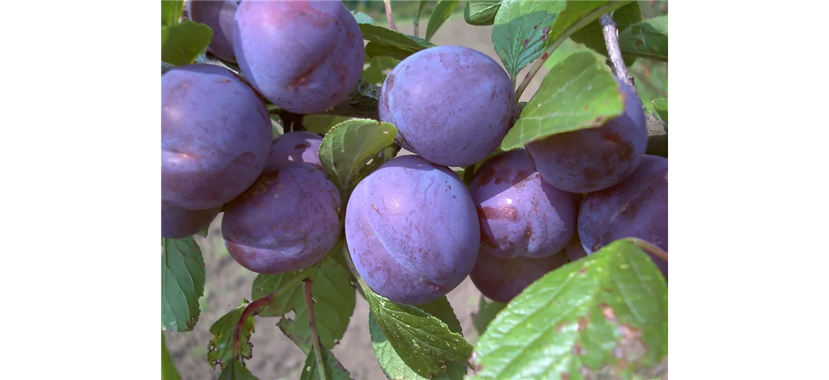 Zwetsche 'Wangenheims Frühzwetsche' Busch, Topfgröße 10 Liter, Unterlage INRA 2