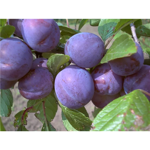 Zwetsche 'Wangenheims Frühzwetsche'