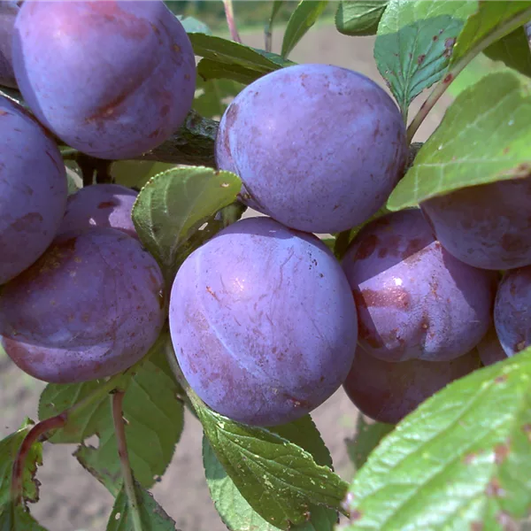 Zwetsche 'Wangenheims Frühzwetsche'