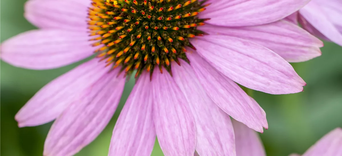 Echinacea purpurea 'Pr. Splendor' -R- 1 Liter Topf 