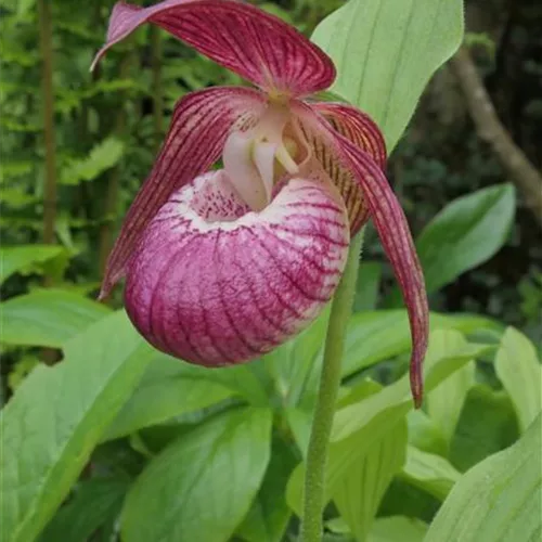 Gartenorchidee Frauenschuh 'Frosch's Harlequin' (Frosch®) 