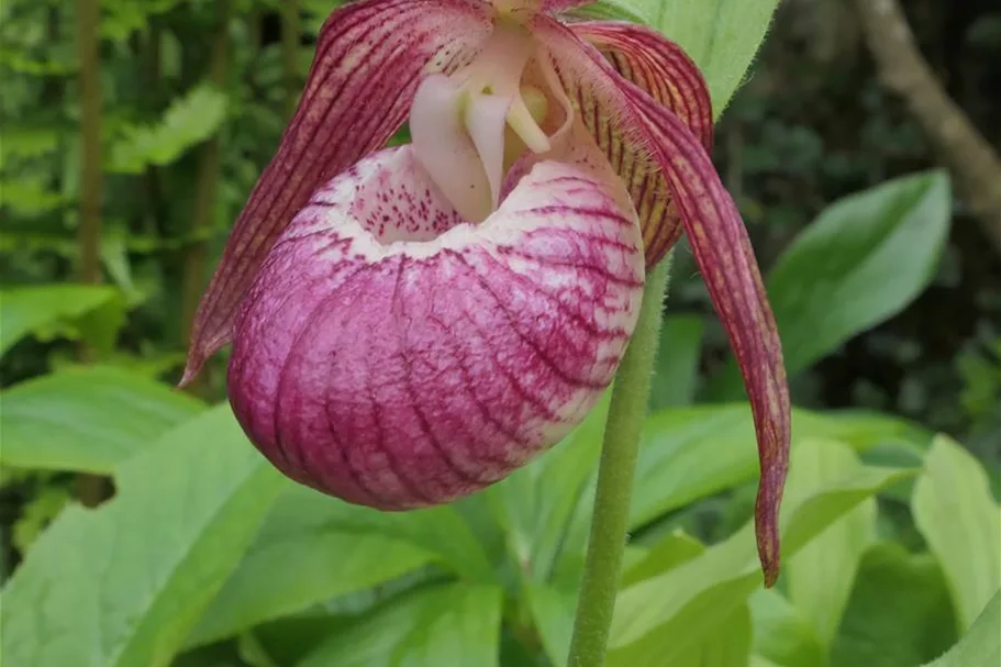 Gartenorchidee Frauenschuh 'Frosch's Harlequin' (Frosch®) 1 blühstarkes und bereits mehrtriebiges Rhizom 