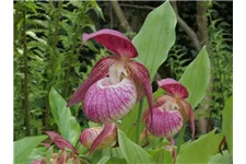 Gartenorchidee Frauenschuh 'Frosch's Harlequin' (Frosch®) 1 blühstarkes und bereits mehrtriebiges Rhizom 