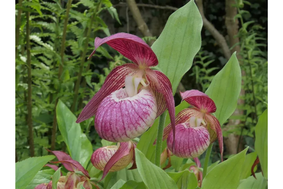 Gartenorchidee Frauenschuh 'Frosch's Harlequin' (Frosch®) 1 blühstarkes und bereits mehrtriebiges Rhizom 