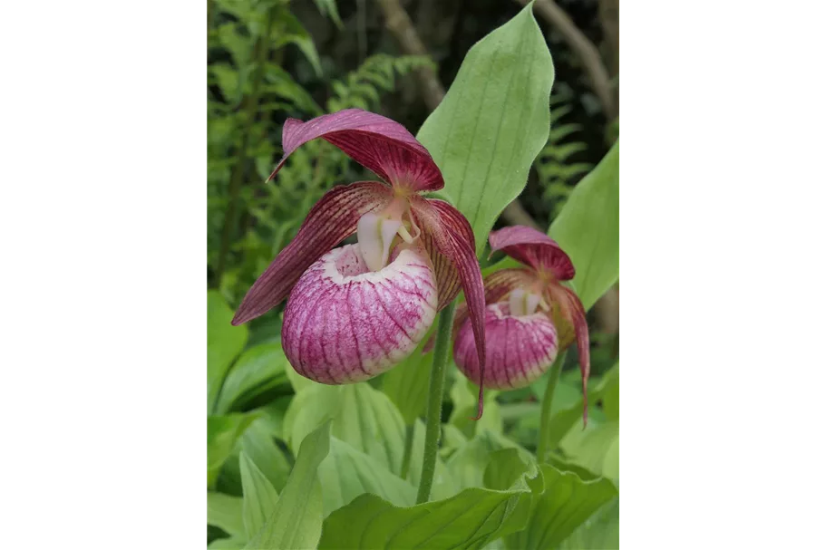 Gartenorchidee Frauenschuh 'Frosch's Harlequin' (Frosch®) 1 blühstarkes und bereits mehrtriebiges Rhizom 