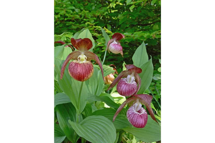 Gartenorchidee Frauenschuh 'Frosch's Harlequin' (Frosch®) 1 blühstarkes und bereits mehrtriebiges Rhizom 