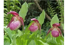 Gartenorchidee Frauenschuh 'Frosch's Harlequin' (Frosch®) 1 blühstarkes und bereits mehrtriebiges Rhizom 