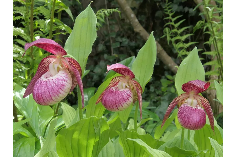 Gartenorchidee Frauenschuh 'Frosch's Harlequin' (Frosch®) 1 blühstarkes und bereits mehrtriebiges Rhizom 