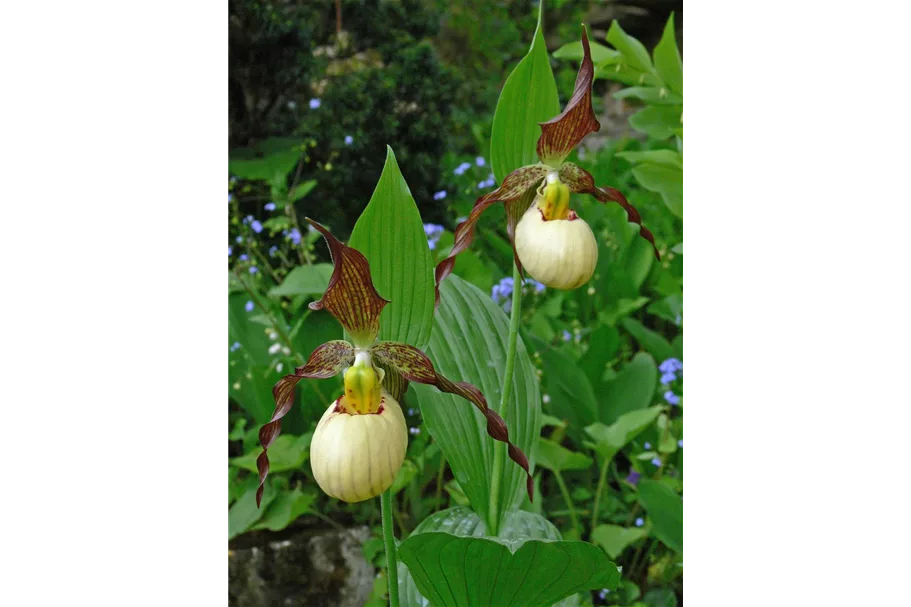 Gartenorchidee Frauenschuh 'Frosch's Mother Earth' (Frosch®) 1 blühstarkes und bereits mehrtriebiges Rhizom 