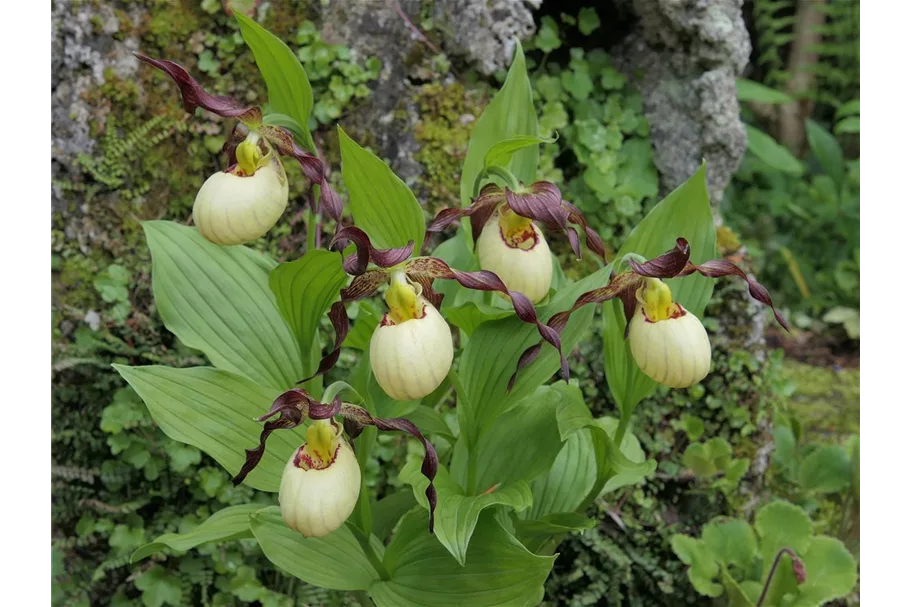 Gartenorchidee Frauenschuh 'Frosch's Mother Earth' (Frosch®) 1 blühstarkes und bereits mehrtriebiges Rhizom 