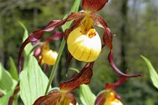 Gartenorchidee Frauenschuh 'Hank Small' (Frosch®) 1 blühstarkes und bereits mehrtriebiges Rhizom 