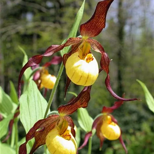 Gartenorchidee Frauenschuh 'Hank Small' (Frosch®) 