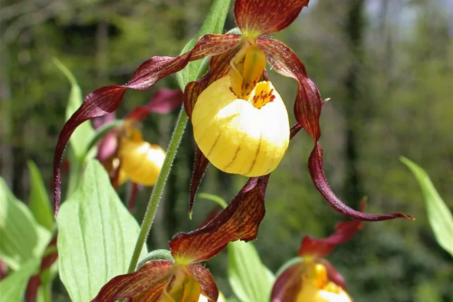 Gartenorchidee Frauenschuh 'Hank Small' (Frosch®) 1 blühstarkes und bereits mehrtriebiges Rhizom 