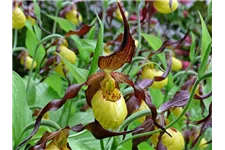 Gartenorchidee Frauenschuh 'Hank Small' (Frosch®) 1 blühstarkes und bereits mehrtriebiges Rhizom 