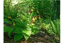 Gartenorchidee Frauenschuh 'Hank Small' (Frosch®) 1 blühstarkes und bereits mehrtriebiges Rhizom 