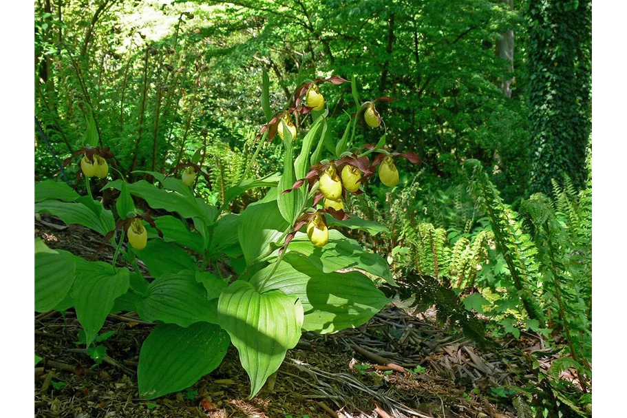 Gartenorchidee Frauenschuh 'Hank Small' (Frosch®) 1 blühstarkes und bereits mehrtriebiges Rhizom 