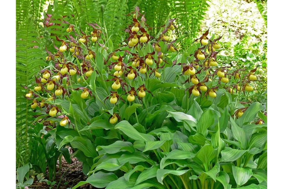 Gartenorchidee Frauenschuh 'Hank Small' (Frosch®) 1 blühstarkes und bereits mehrtriebiges Rhizom 