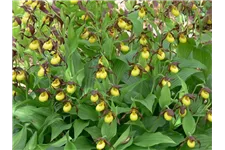 Gartenorchidee Frauenschuh 'Hank Small' (Frosch®) 1 blühstarkes und bereits mehrtriebiges Rhizom 