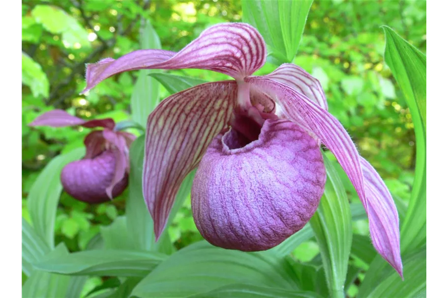 Gartenorchidee Frauenschuh 'Henric' (Frosch®) 1 blühstarkes und bereits mehrtriebiges Rhizom