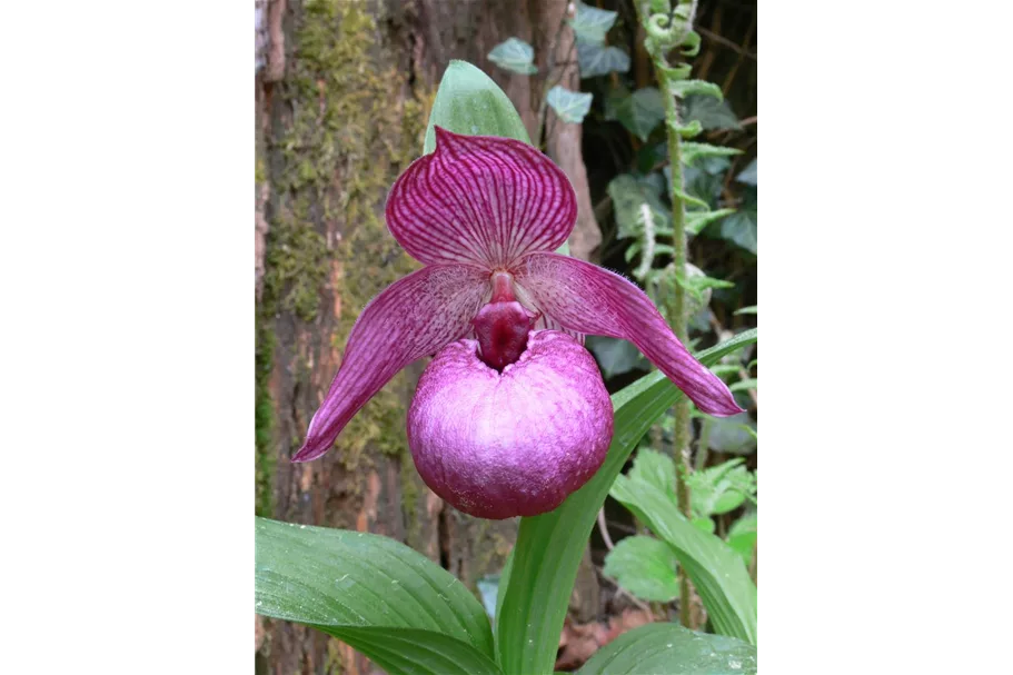 Gartenorchidee Frauenschuh 'Henric' (Frosch®) 1 blühstarkes und bereits mehrtriebiges Rhizom