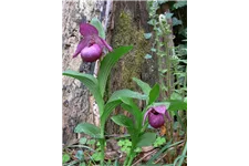 Gartenorchidee Frauenschuh 'Henric' (Frosch®) 1 blühstarkes und bereits mehrtriebiges Rhizom