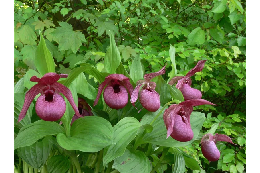 Gartenorchidee Frauenschuh 'Henric' (Frosch®) 1 blühstarkes und bereits mehrtriebiges Rhizom