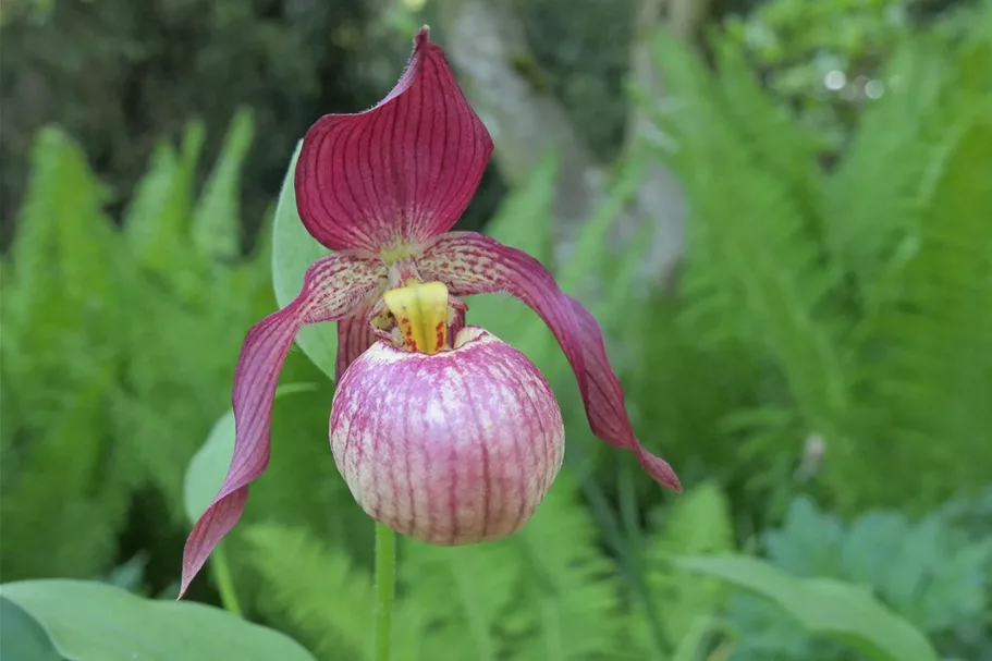 Gartenorchidee Frauenschuh 'Johnny Petersen' (Frosch®) 1 blühstarkes und bereits mehrtriebiges Rhizom 