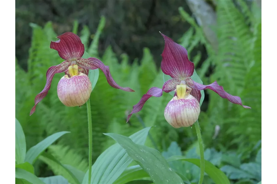 Gartenorchidee Frauenschuh 'Johnny Petersen' (Frosch®) 1 blühstarkes und bereits mehrtriebiges Rhizom 