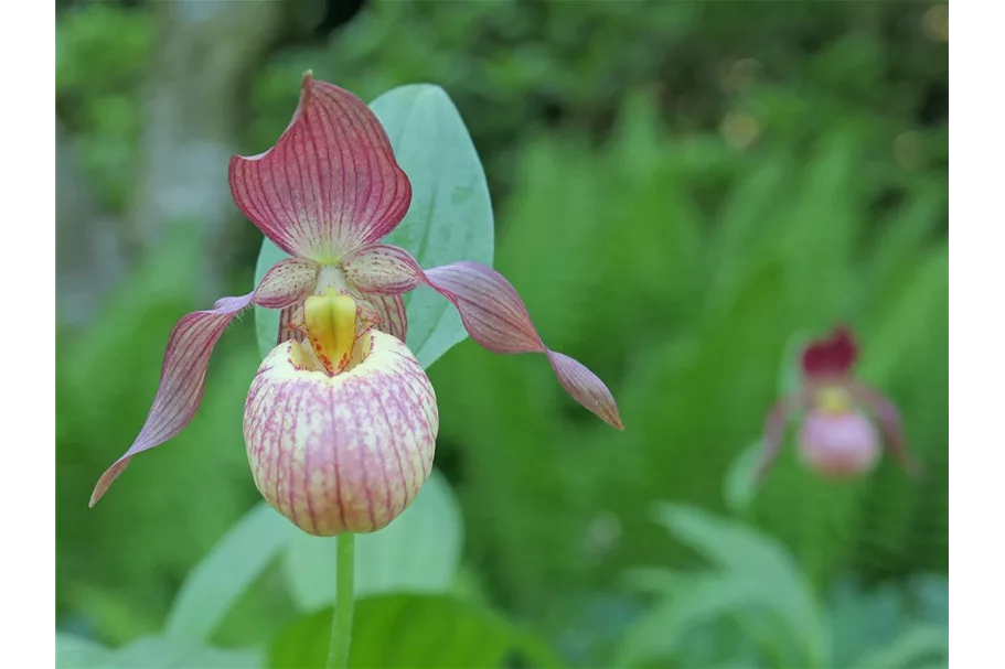 Gartenorchidee Frauenschuh 'Johnny Petersen' (Frosch®) 1 blühstarkes und bereits mehrtriebiges Rhizom 