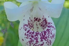 Gartenorchidee Frauenschuh 'Ulla Silkens' (Frosch®) 1 blühstarkes und bereits mehrtriebiges Rhizom 