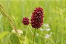 Großer Wiesenknopf 9x9 cm Wildstaude